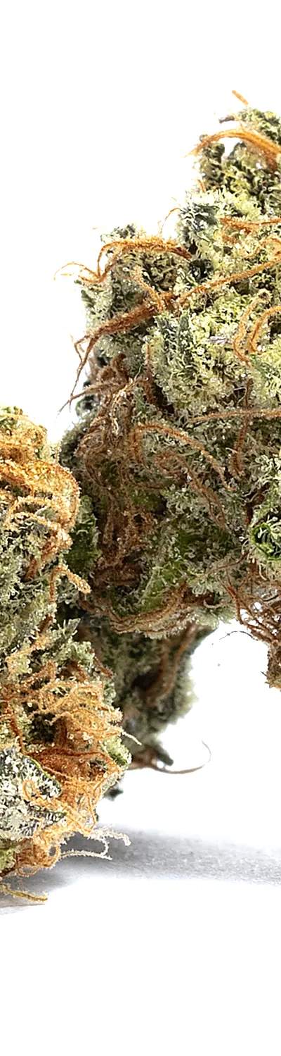 Gelato 41 — 1g