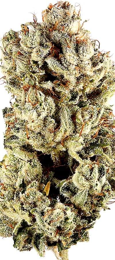 GG4 Shake — 5g