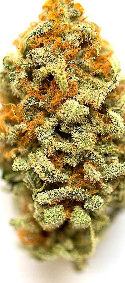 GMO — 1g