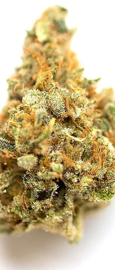 Mandarin Cookies — 1g