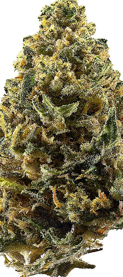 Northern Lights Shake — 5g