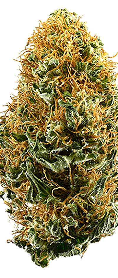 White Widow — 1g