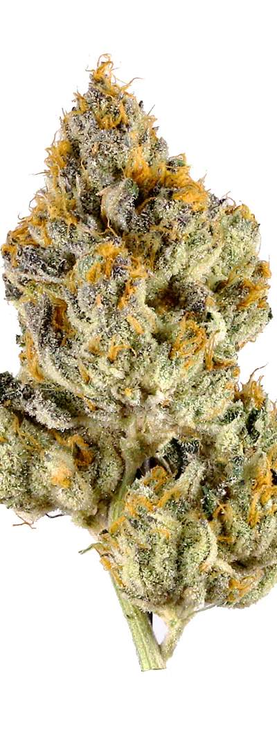 Oreoz — 1g